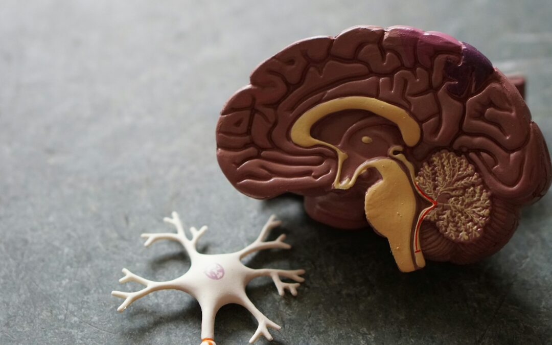 Cerebro reptiliano, sistema límbico y neocórtex: qué son y cómo funcionan