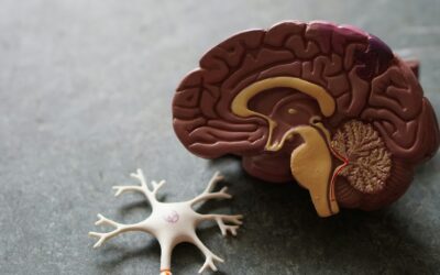 Cerebro reptiliano, sistema límbico y neocórtex: qué son y cómo funcionan