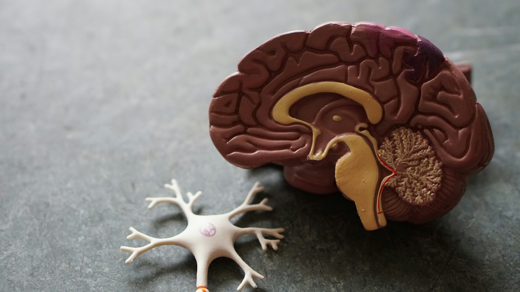Modelo anatómico del cerebro humano Modelo anatómico del cerebro humano visto de perfil junto a una neurona